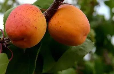 辽宁省特产别的省份吃不到的,辽宁的十大特色水果