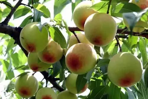 辽宁省特产别的省份吃不到的,辽宁的十大特色水果