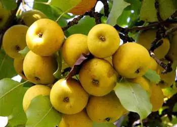 辽宁省特产别的省份吃不到的,辽宁的十大特色水果