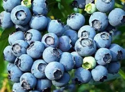 辽宁省特产别的省份吃不到的,辽宁的十大特色水果