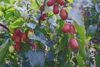 辽宁省特产别的省份吃不到的,辽宁的十大特色水果