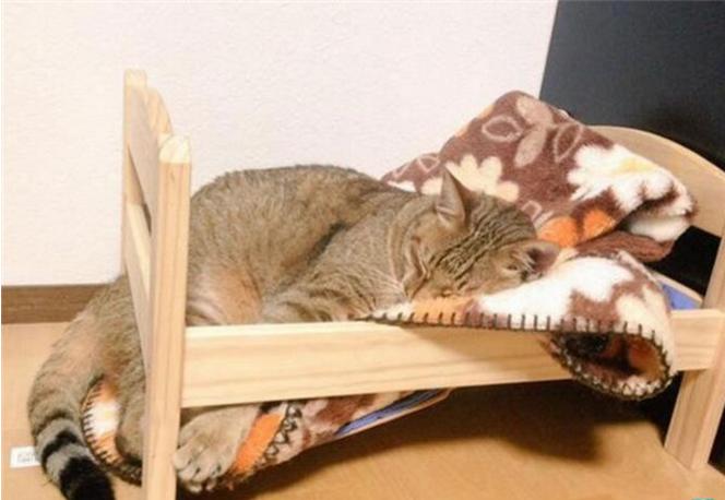 小猫太重在猫爬架摔下来,幼猫被重物砸蜷缩在角落