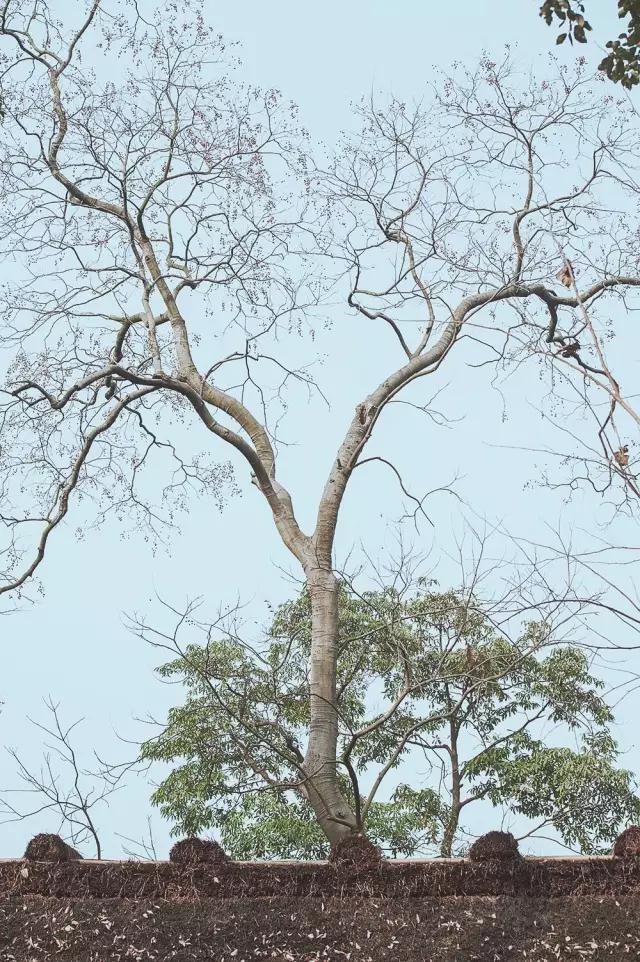 他在这里盖房子时,日本人还没学会唐风