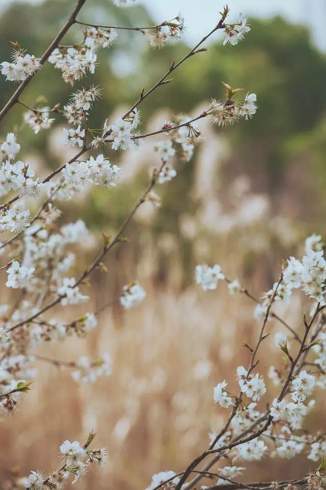 他在这里盖房子时,日本人还没学会唐风