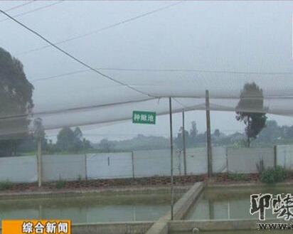 泥鳅养殖致富方法,泥鳅养殖致富新模式