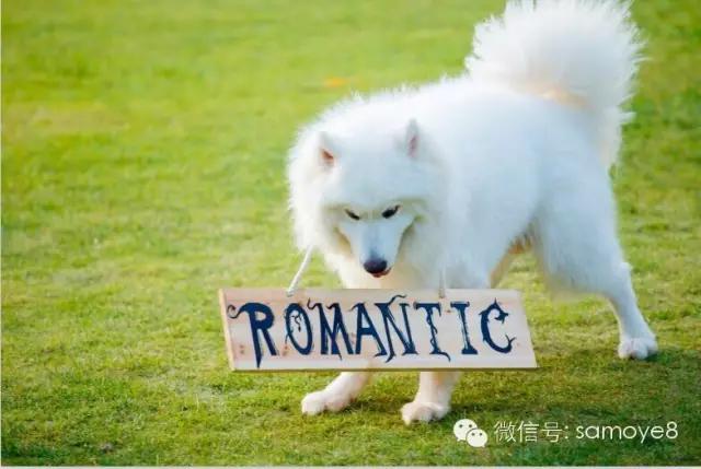 萨摩耶的细小有哪些症状,关于萨摩耶细小