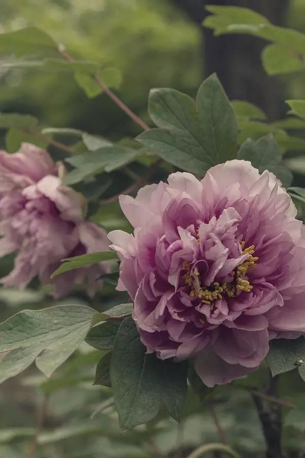 铜陵这里怎么会有金色的河流，惊呆了！