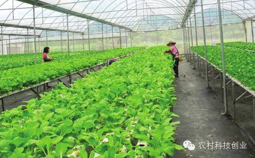 适合农村创业的小本点子,12个适合农村创业的小本项目