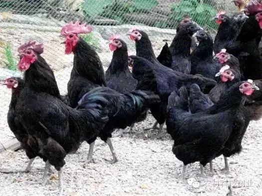 适合农村创业的小本点子,12个适合农村创业的小本项目