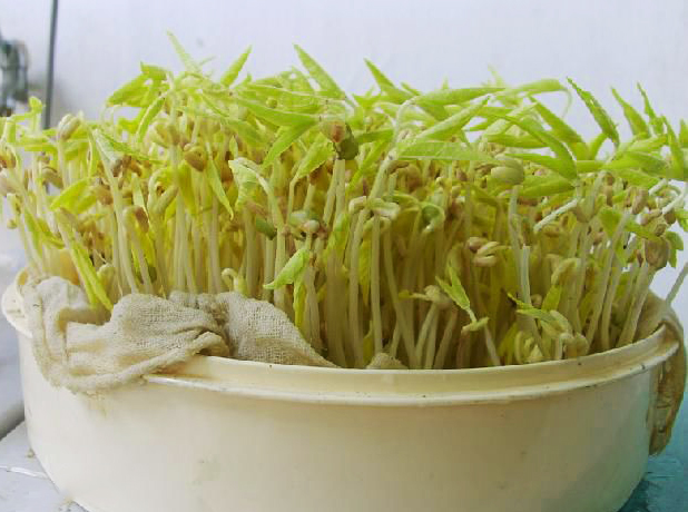 最全的芽苗菜种植技术省钱又生态,芽苗菜在家大量种植