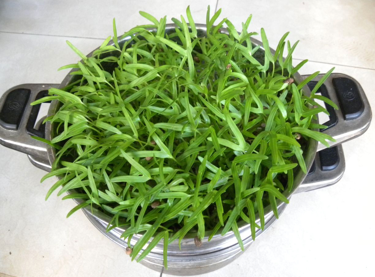最全的芽苗菜种植技术省钱又生态,芽苗菜在家大量种植