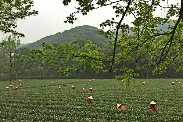 杭州茶园民宿酒店推荐,清明假期酒店推荐