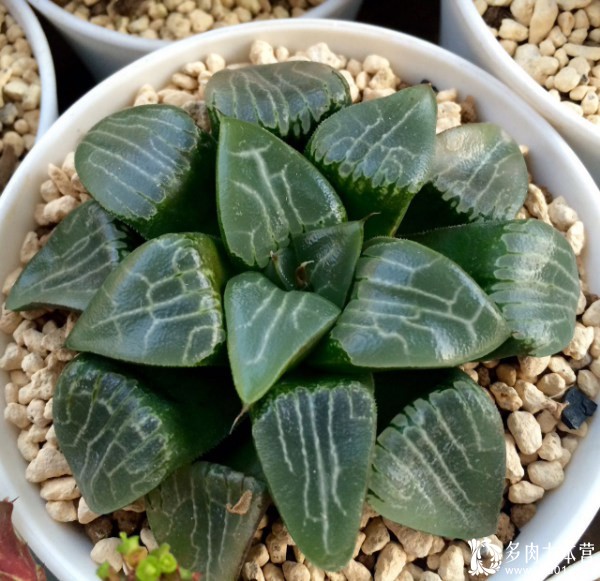养多肉的心情治愈,养多肉其实也是养心情