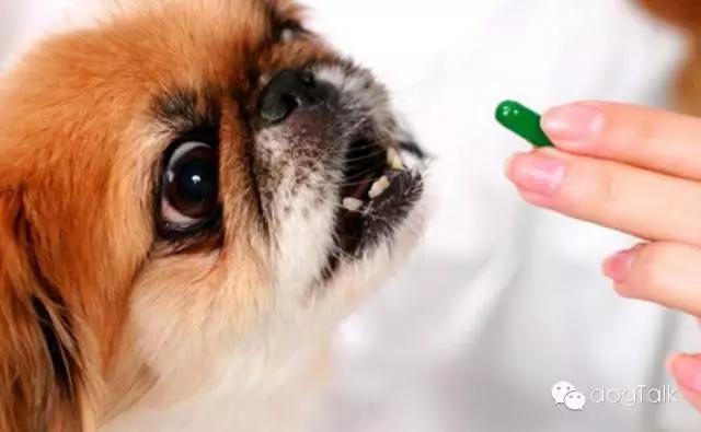 狗狗死活不回家怎么办,狗狗死活喂不进去药怎么办