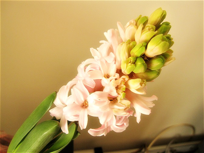 家里养的哪种花最好养最好看,春天什么花最好养又好看