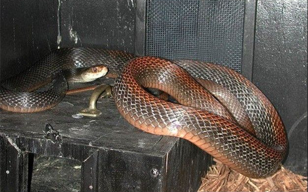 世界上最珍贵的6种蛇,世上最珍贵几大蛇类