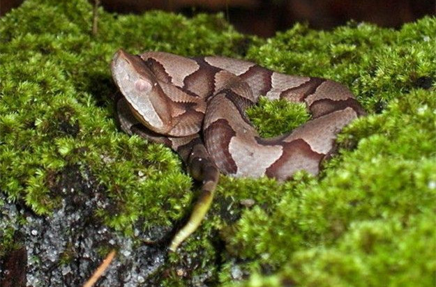 世界上最珍贵的6种蛇,世上最珍贵几大蛇类