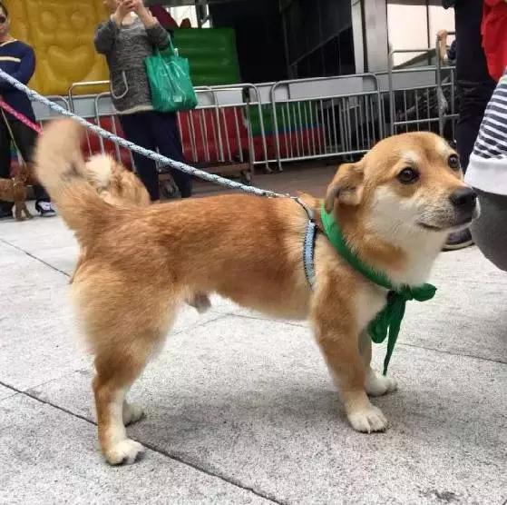 上海领养代替购买,上海领养孩子有补贴吗