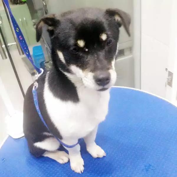 上海领养代替购买,上海领养孩子有补贴吗