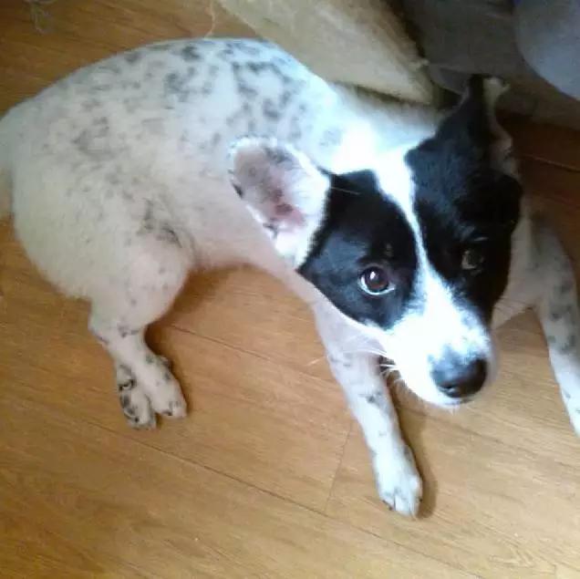 上海领养代替购买,上海领养孩子有补贴吗