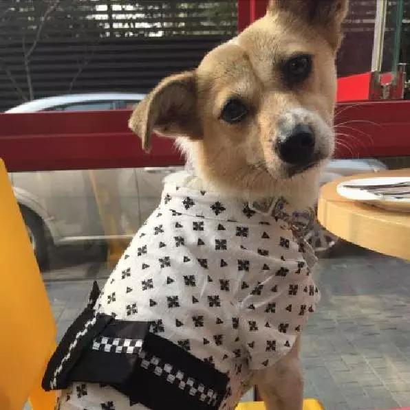 上海领养代替购买,上海领养孩子有补贴吗