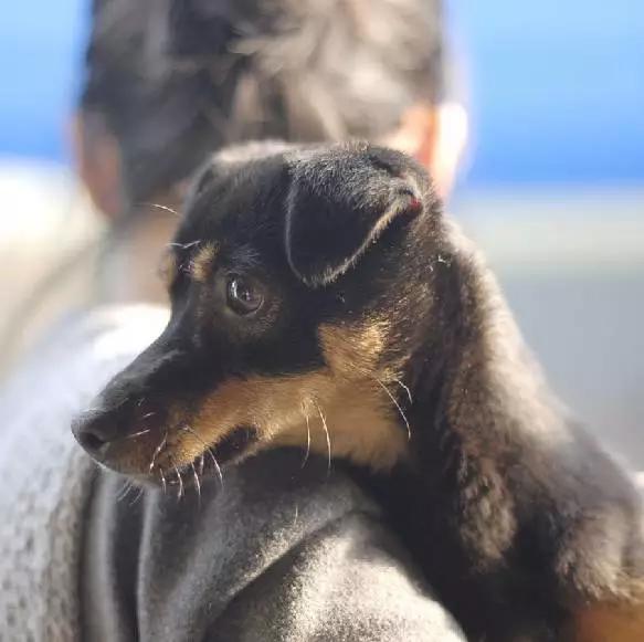 上海领养代替购买,上海领养孩子有补贴吗