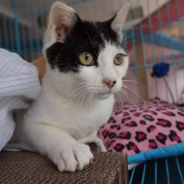 上海领养代替购买,上海领养孩子有补贴吗