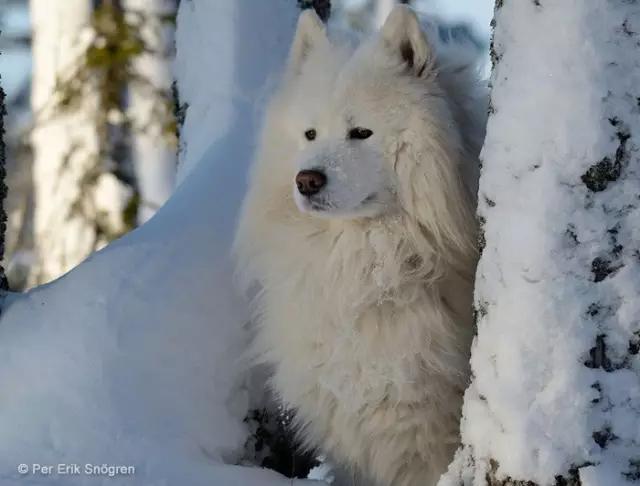 动物世界犬种-萨摩耶犬