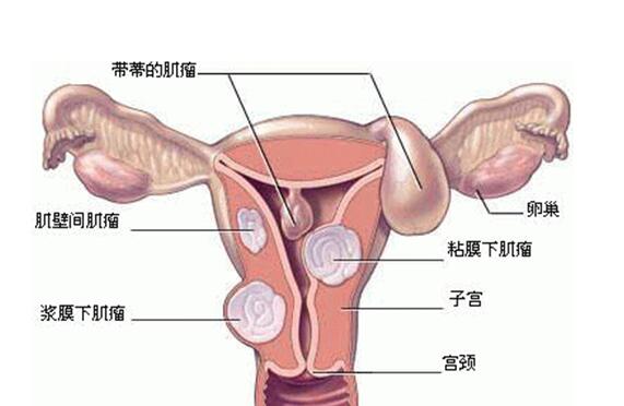 子宫健康的女人的特征,子宫是女人的生命之源
