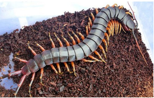 南美大型蜈蚣亚洲巨人蜈蚣,世界上比蜈蚣还多脚的动物