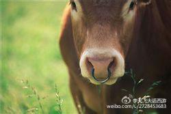 太上老君的金刚琢有什么特点,太上老君的金刚琢在谁手里