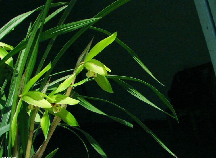 迎春时节兰花开,春天正是兰花盛开时节