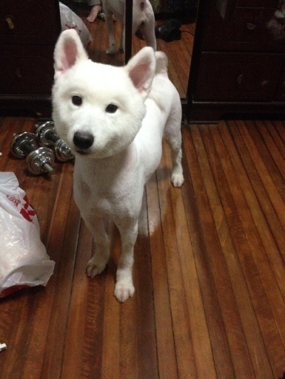 狗狗剃了毛毛后伤心没自信了,结果却因为这些原因重振威武