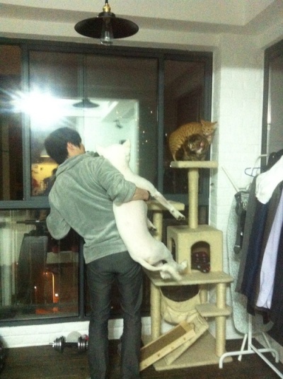 狗狗剃了毛毛后伤心没自信了,结果却因为这些原因重振威武