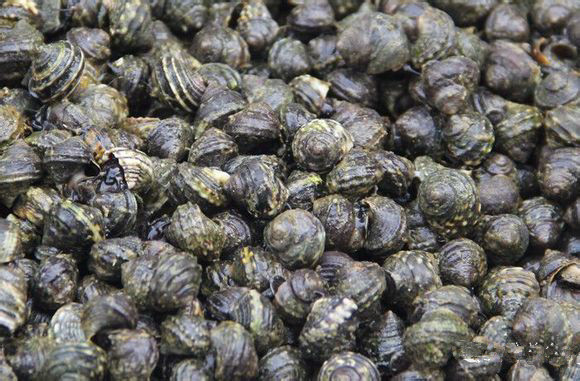 那些不认识的海鲜小干货,超级干货2022