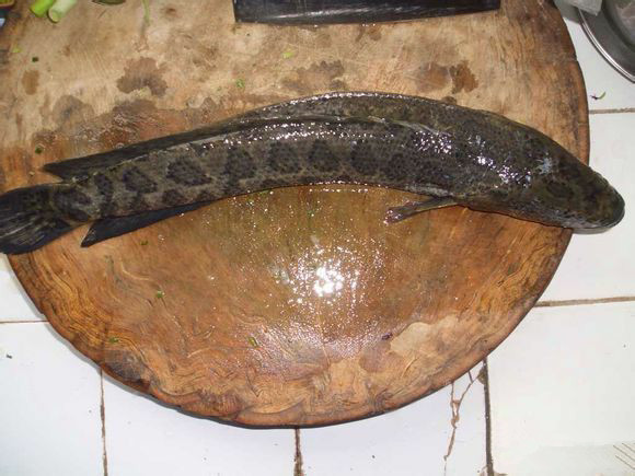 那些不认识的海鲜小干货,超级干货2022