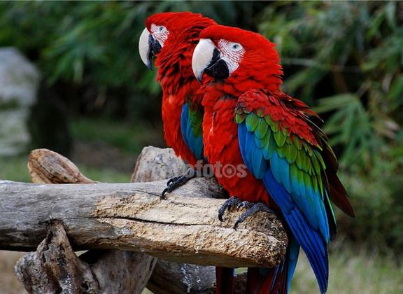 鹦鹉初学说话教程,了解鹦鹉的知识