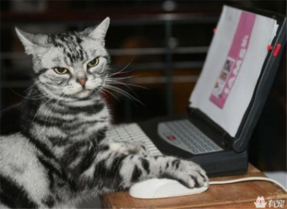 宠物之间的朋友圈 (朋友圈只晒宠物)