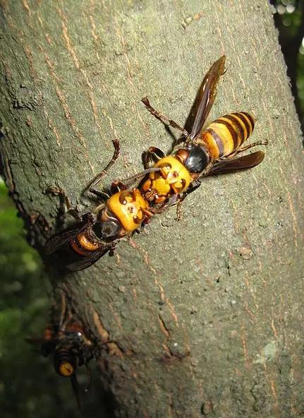 什么昆虫六条腿两个牙齿,什么是昆虫昆虫的定义是什么