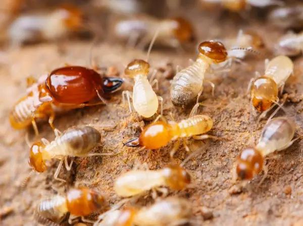 什么昆虫六条腿两个牙齿,什么是昆虫昆虫的定义是什么