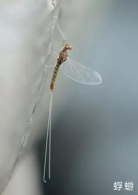 什么昆虫六条腿两个牙齿,什么是昆虫昆虫的定义是什么