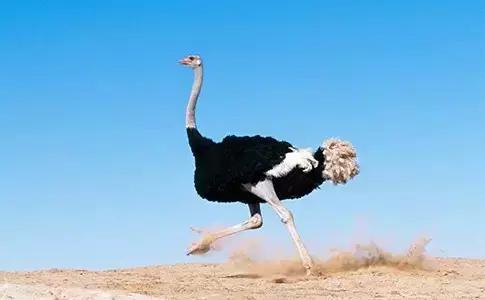 世界上数量最多的鸟类是,世界上飞得最高的鸟类是