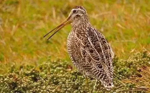 世界上数量最多的鸟类是,世界上飞得最高的鸟类是