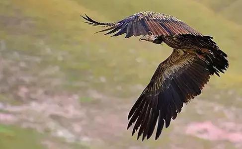 世界上数量最多的鸟类是,世界上飞得最高的鸟类是