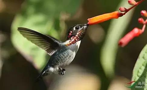 世界上数量最多的鸟类是,世界上飞得最高的鸟类是