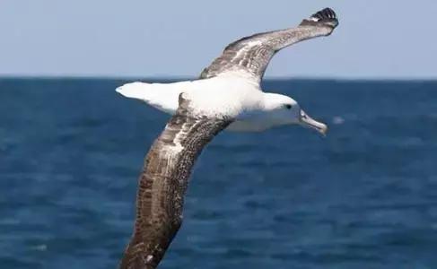 世界上数量最多的鸟类是,世界上飞得最高的鸟类是