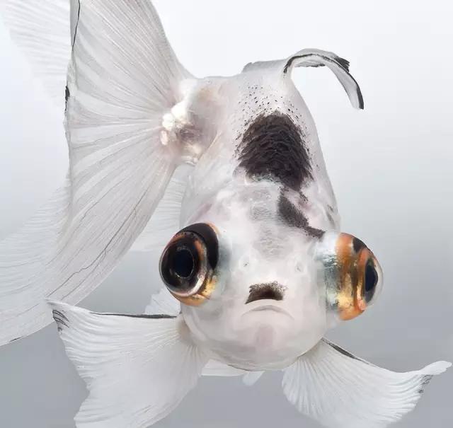 苹果7全新颜值担当，国粹金鱼替代泰国斗鱼?