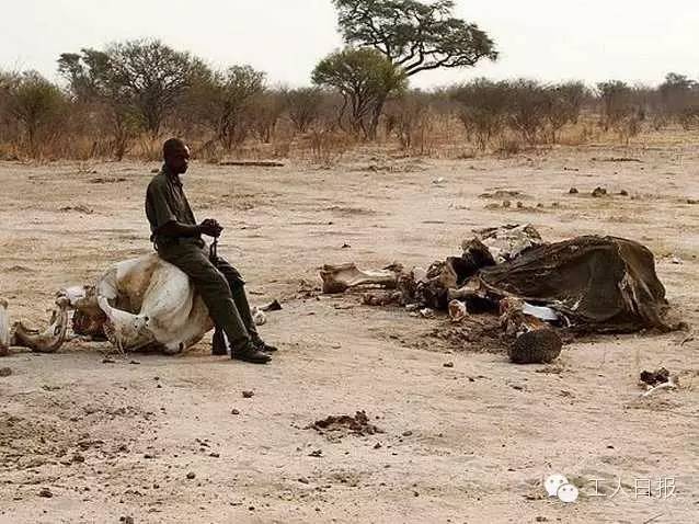 特稿|在非洲反盗猎是怎样的一种体验?
