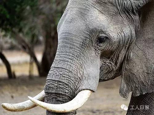 特稿|在非洲反盗猎是怎样的一种体验?