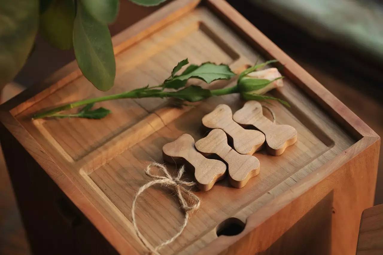 日子好货|住在“Qplanet”的小宠物